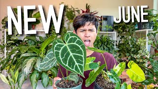 Uncommon amp Rare Houseplant Haul  All the NEW Houseplants of June 2021  Rare Indoor Plant Haul [upl. by Aicyla154]