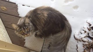 Maine coon cat sees snow for first time [upl. by Sheila]