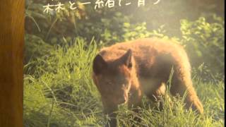 TD893旭山動物園カレンダー [upl. by Newbill]