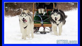 HUSKIES GO DOG SLEDDING  Oakley can Pull the Sled [upl. by Ahsiel]