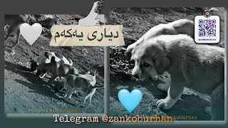 دیاری یەکەم🐕🩵 [upl. by Eerbua]