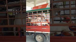 Kambing isi bensin shortvideo kambing kambingjoget hewanlucu funny fypage [upl. by Daeriam714]