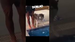 Tírate al AGUA 🐶🏊🏻‍♀️ Doblao estadoblao [upl. by Appel550]