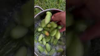 How To Wash Tindora ivygourd tindora vegetables [upl. by Aihsat170]