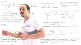 Nucleosides and Nucleotides [upl. by Eneliak]