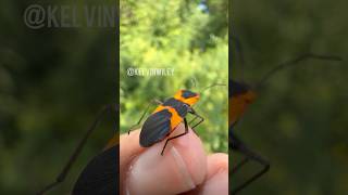 Large Milkweed Bugs Encounter [upl. by Yramanna]