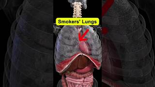 Keep Your Respiratory System Healthy respiratoryhealth shorts [upl. by Catharina]