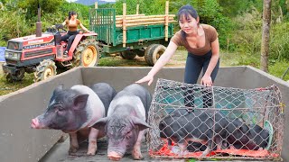 Boar of 2000  shorts pigging piggy epicfarm [upl. by Anirpas]