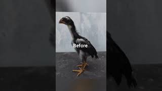 black Java aseel before after and son tol aseel before afterviral ytshort shakavlog trending [upl. by Inhoj]