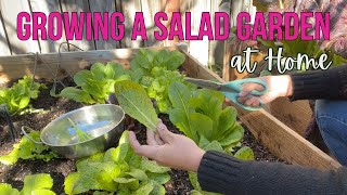 Filipino Vegetable Garden in California 🌱  Living in Los Angeles 🌸 [upl. by Bryanty]