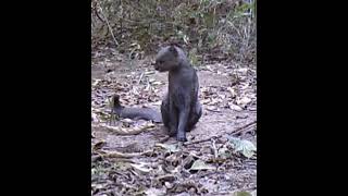 Rare footage of a Jaguarundi wild cat [upl. by Ahsropal]