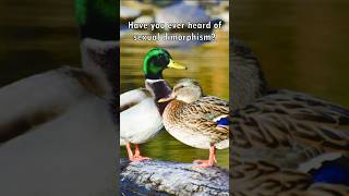 Sexual Dimorphism Explained in Animals🦆🐠 [upl. by Itsud385]