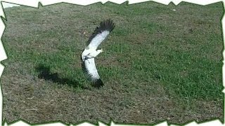 When Plovers Attack  Australian Bird Defends Nest [upl. by Sellma]