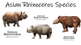 All Asian Rhinos Species  Species List [upl. by Omidyar]