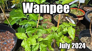 Wampee Trees Update Clausena lansium  July 2024 [upl. by Ahseryt]