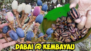 Pokok amp Buah Dabai  Kembayau  Black Olive of Borneo [upl. by Nowd622]