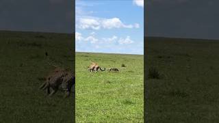 A Fox outruns three Cheetahs wildlife [upl. by Ajnotal]