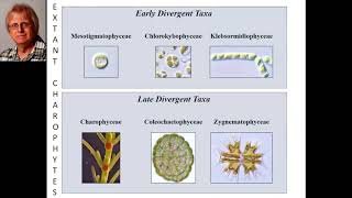 David Domozych Fifty shades of green  The secret lives of charophytes [upl. by Linder546]