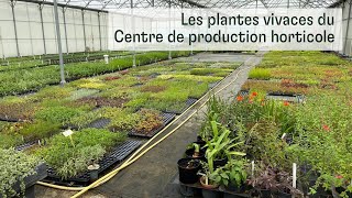 La production de vivaces au Centre de production horticole [upl. by Yenruoj71]