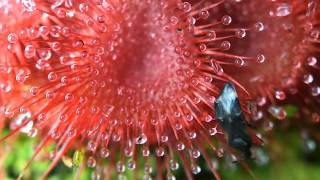 Fastest Carnivorous Sundew Plant Captures Beetle  2X Macro Time Lapse [upl. by Bedwell521]