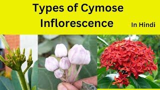 Cymose Inflorescence and it’s types in Hindi Types of Cymose inflorescence class 11 [upl. by Chenee]