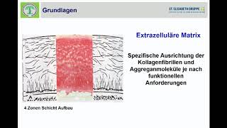 02 Anatomie und Phsysiologie des Knorpels Grundlagen der Biochemie und Histologie [upl. by Ailices150]