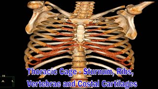 Thoracic Cage  sturnum ribs vertebrae and costal cartilages 흉곽 구조 [upl. by Eilama444]