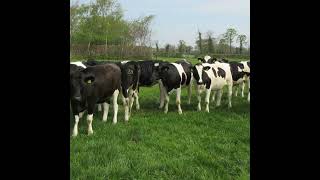 Heifer Rearing with Hazel Costigan [upl. by Hughmanick]