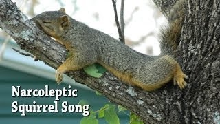 Narcoleptic Squirrel Song [upl. by Durno]