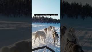 Husky sled ride in Lapland Finland [upl. by Kcirdahs337]