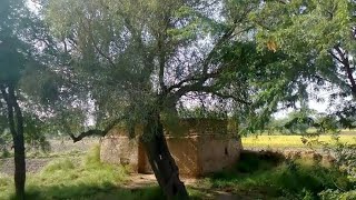 mirza sahiba ki story and Darbar tour  mirza sahiba da pind  mirza sahiba k qatal hony ki jagha [upl. by Aikyn602]