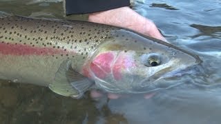 Methow River Steelhead  Fishing with Ladin [upl. by Ruperta]