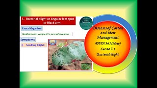 23 PATH 365 New Lec no 71 Cotton Bacterial blight [upl. by Kendal]