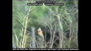 Bluthänfling Hänfling  Carduelis cannabina [upl. by Derrek620]