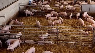 Schweinepest bedroht Italiens ProsciuttoProduktion [upl. by Faxen530]