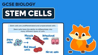 Stem Cells  GCSE Biology [upl. by Nolte]