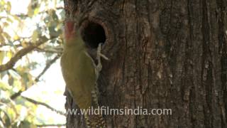 Mr Woodpecker in the Himalaya [upl. by Hillary47]