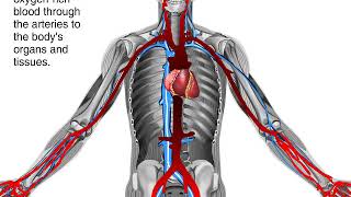 How Blood Flows through the Body Animation  Circulatory System Video [upl. by Alana571]