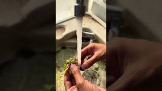 Acclimating Tissue Culture plants proudplantmom garden jungleplants [upl. by Ethban]