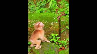 Lexis ask friend help look around find her missing Mom shortvideo shorts short monkey animals [upl. by Albertine197]