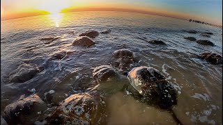 Horseshoe Crabs Mating at New Jersey Shore [upl. by Onin]