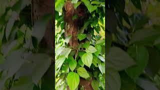 Black pepper cultivation  kurumulaku krishi കുരുമുളക് തൈകൾ മുരിക് മരത്തിൽ കുരുമുളക് കൃഷി [upl. by Farmann]