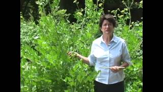 Lovage Growing Harvest and Use  Millcreek Herbs [upl. by Milford]