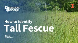 How to Identify Tall Fescue  Grasses at a Glance [upl. by Sullivan]