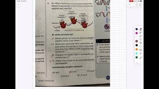 MIKAIL BİYOLOJİ PROTEİN SENTEZİ SORU VE CEVAPLARI [upl. by Gati]