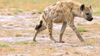 Why Hyenas Are One of Africa’s Most Efficient Predators [upl. by Lexerd]