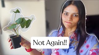 Will this be the saddest unboxing of the rarest wishlist plant 🍃 Philodendron Verrucosum [upl. by Atilemrac]