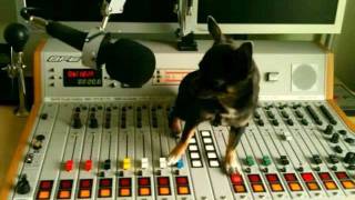 MP Electro Remix von SelfX  Stromberg Hallo Hund im Büro RMX HQ [upl. by Leipzig321]