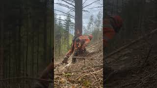 Husqvarna 572 XP chainsaw theforest logginglife chainsaw chainsawman wood [upl. by Akcebar]