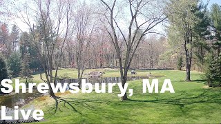 Shrewsbury Massachusetts  Live Scenic Pond and Trees [upl. by Roze475]